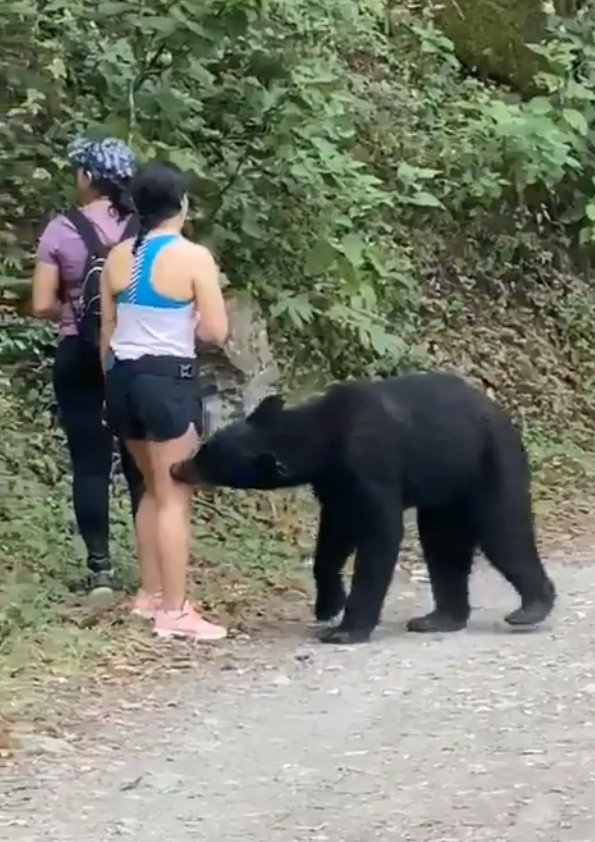 Neohroženou turistku si přišel očichat medvěd: Stihla si s ním udělat selfie.