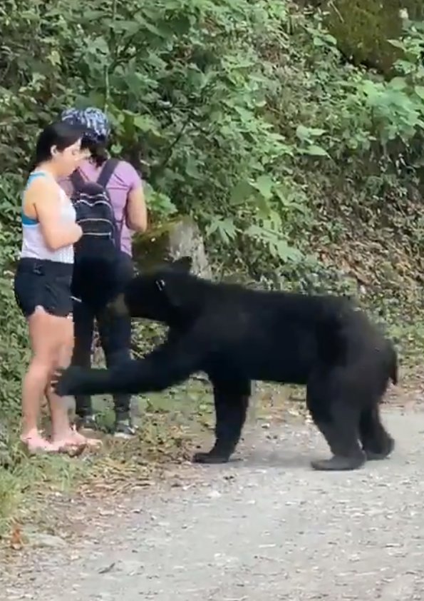 Neohroženou turistku si přišel očichat medvěd: Stihla si s ním udělat selfie.