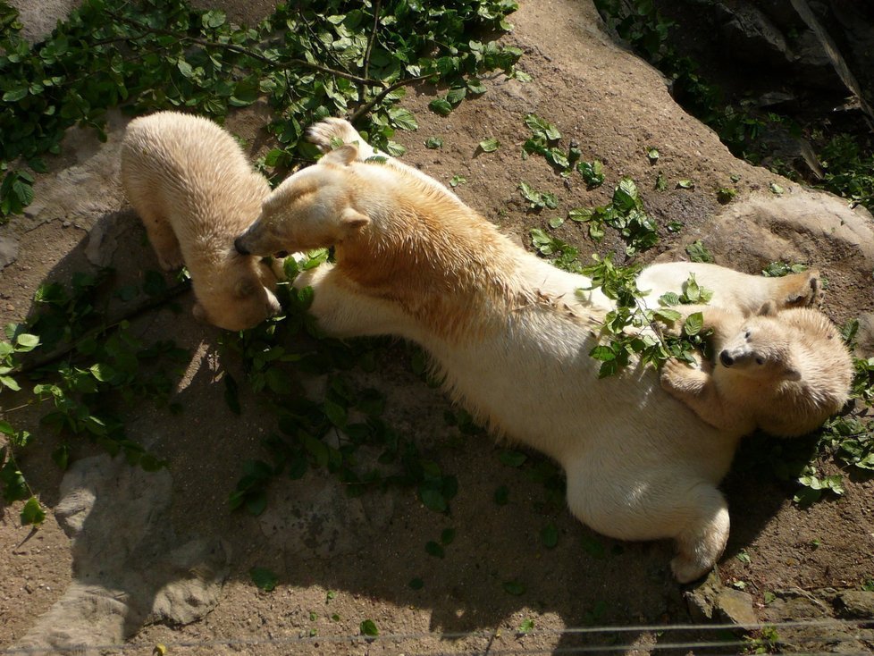 Brněnská zoo se může pyšnit odchovem ledních medvědů.