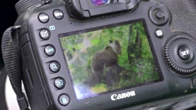 Poslední fotografie medvíděte. Jeho matka pak fotografa napadla.