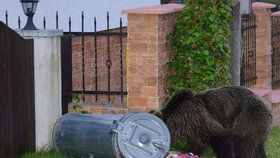Medvědici v Tatrách sebrali mláďata, pak ji zastřelili! Zvíře obklopilo 8 ozbrojených mužů