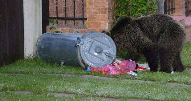 Zastřelení medvědí mámy na Slovensku byla chyba. Úřad: Ať se to neopakuje