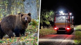U Detvy na středním Slovensku medvěd zabil muže.