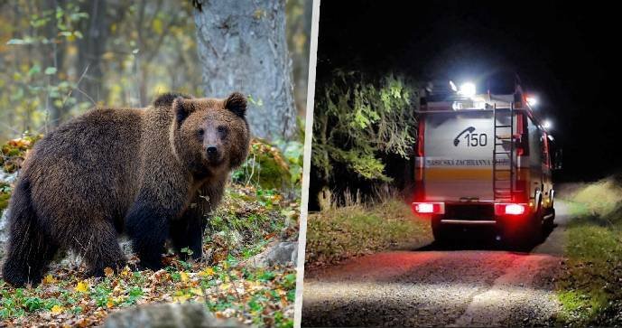 U Detvy na středním Slovensku medvěd zabil muže.
