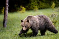 Třetí útok medvěda ve stejné oblasti na Slovensku: Seniora šelma zranila při sekání trávy!