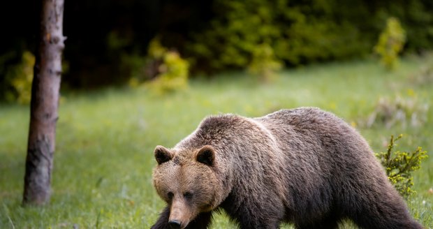 Další útok medvěda na Slovensku: Manželé se před šelmou museli ukrýt v kolibě