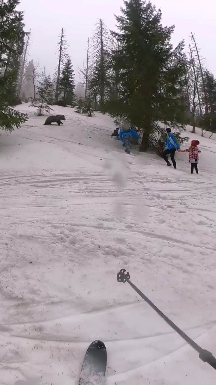 Medvěd v Nízkých Tatrách na Slovensku nekontrolovatelně ohrožuje turisty.