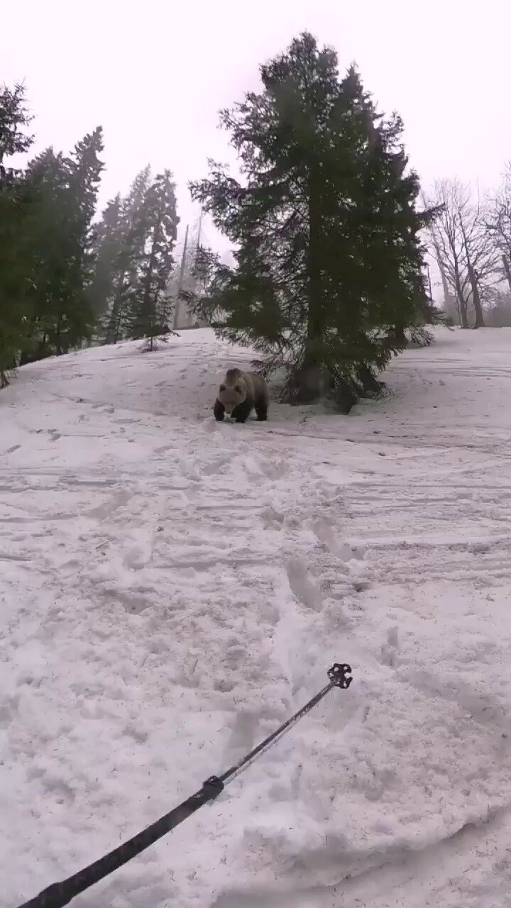 Medvěd v Nízkých Tatrách na Slovensku nekontrolovatelně ohrožuje turisty.