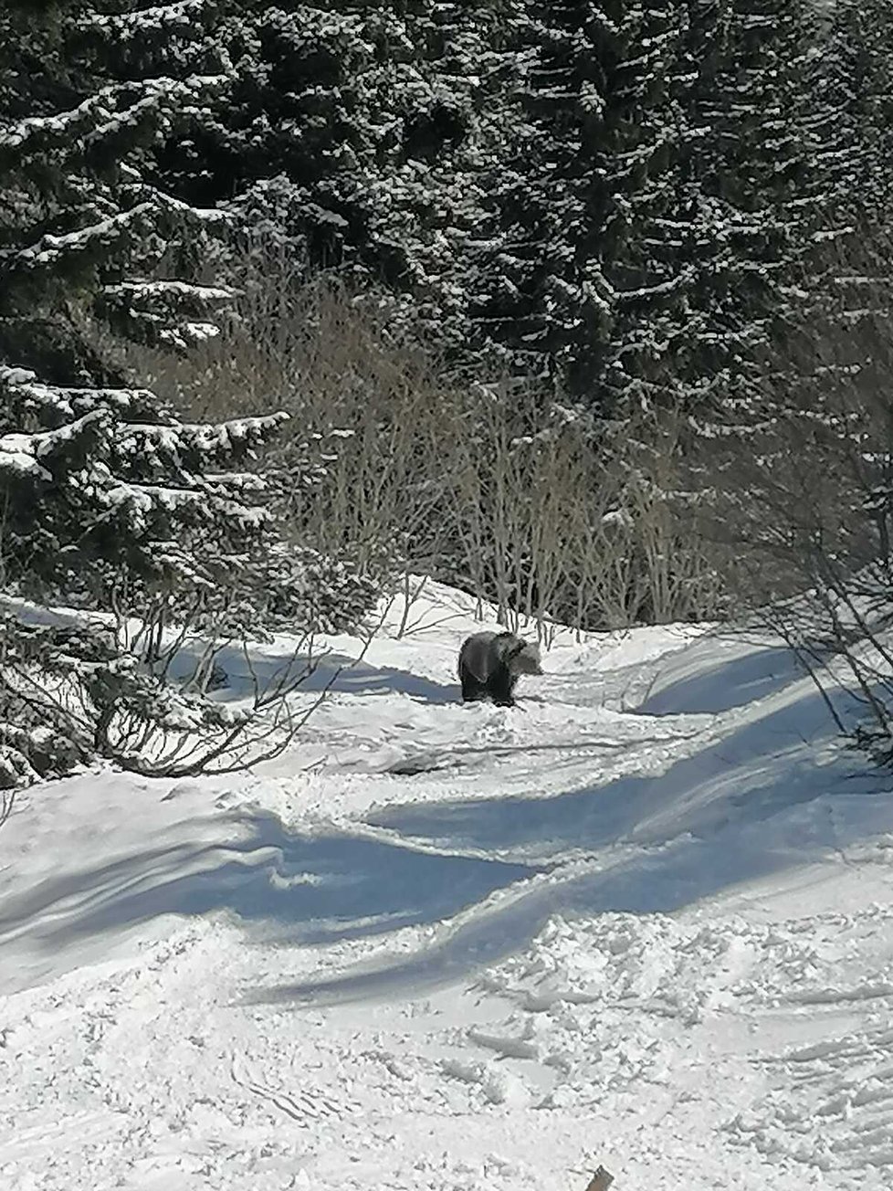 Medvěd v Nízkých Tatrách na Slovensku nekontrolovatelně ohrožuje turisty.