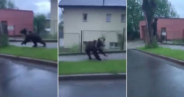 Medvěda natočili v ulicích slovenského Ružomberku.