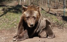 Nejstarší medvěd v ČR uhynul: Pištu (†39) chovali ještě v kleci