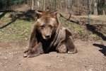 Medvěd Pišta († 39,5) byl nejstarším žijícím savcem v plzeňské zoo.