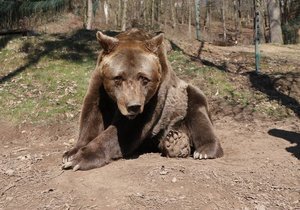 Princ zastřelil největšího rumunského medvěda - ilustrační foto