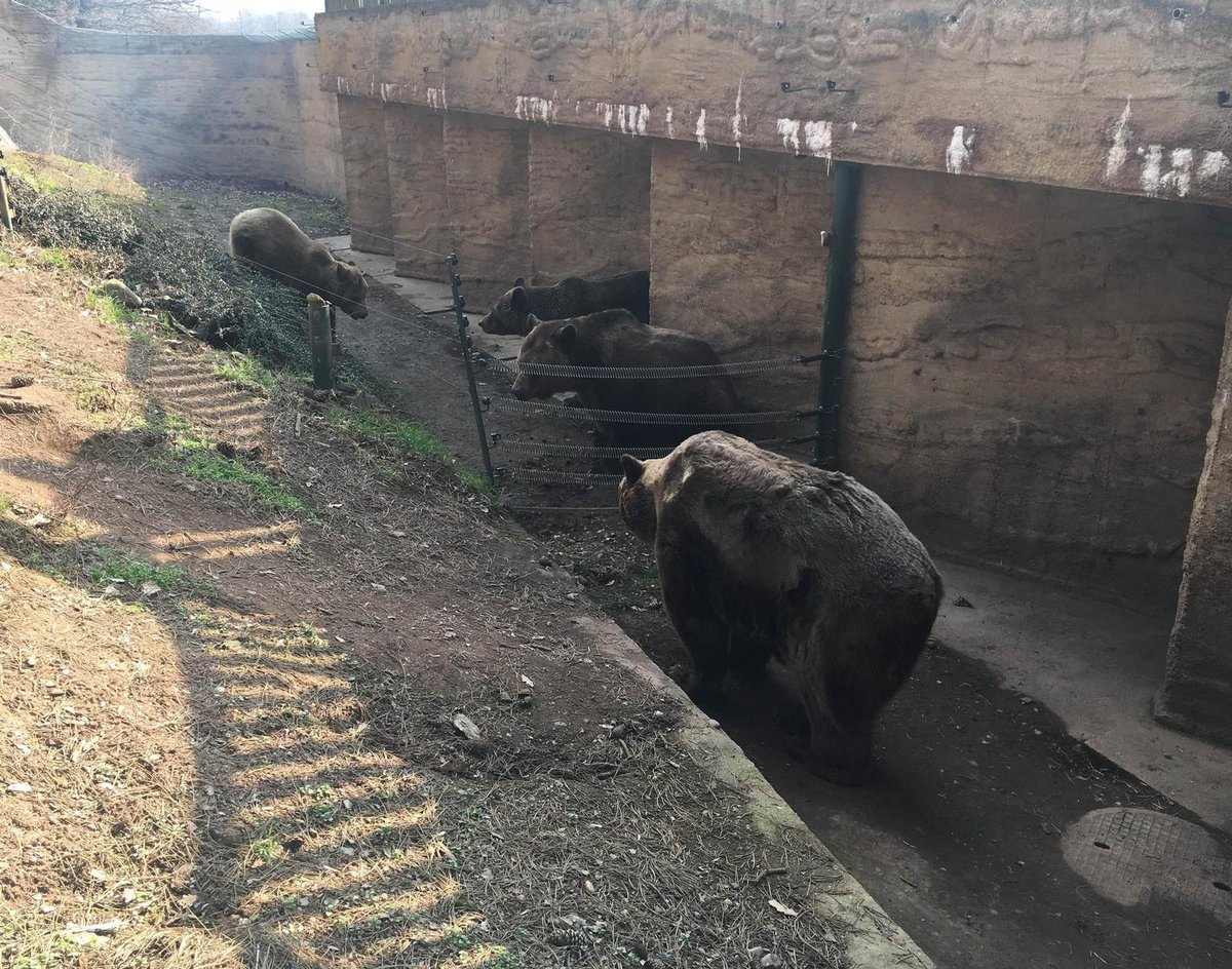 Nejstarší medvěd v ČR, Pišta (†39) z plzeňské zoo, uhynul. Poslední dobou žil odděleně od ostatních medvědů, protože měl kvůli věku problémy s pohybem.