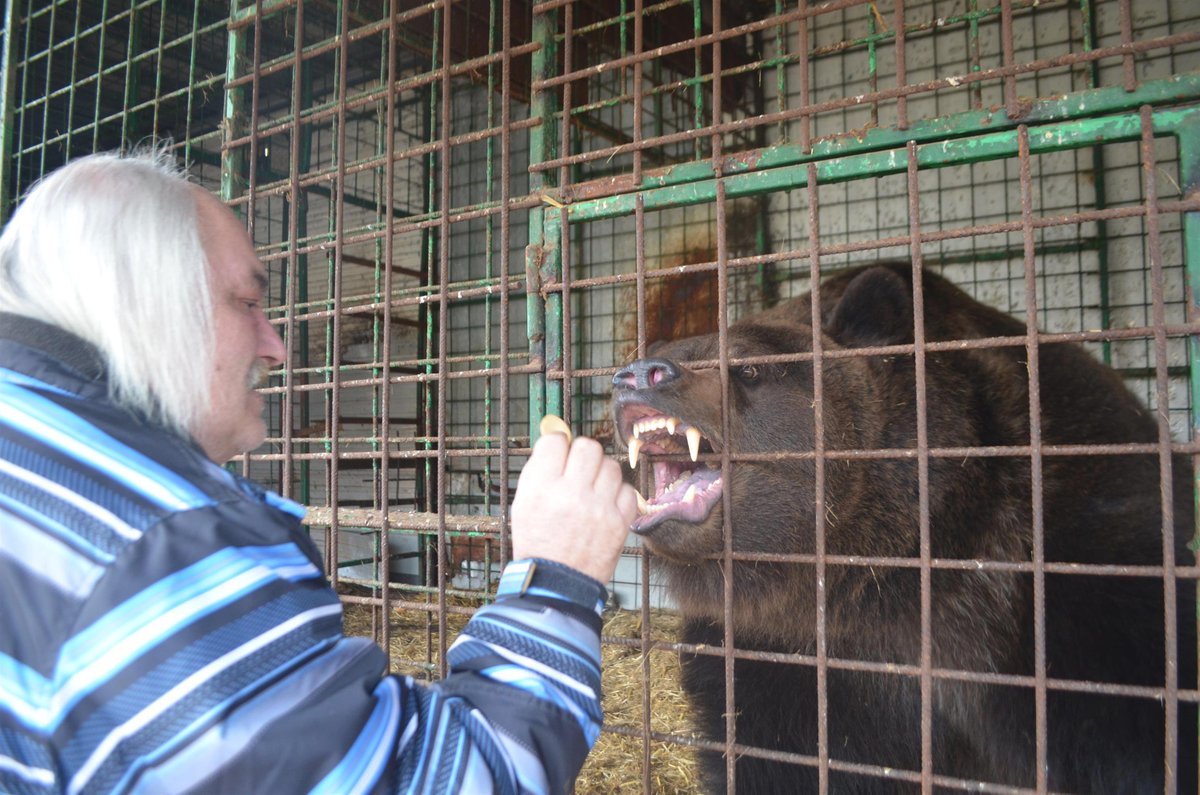 Starší brácha medvíďat, 300kilogramový Hugo, je už filmová hvězda. Takto jej Jaroslav Kaňa učí vycenit zuby. Stačí mít v ruce piškot.