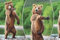 Když méďa tančí BRUMbu: Takhle přivítal svou medvědí sestričku!