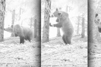 Fotopast zachytila třínohého medvěda! Běhá na Slovensku v národním parku