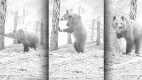 Fotopast na Slovensku zachytila třínohého medvěda.