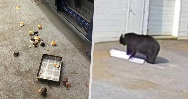 Hladový medvěd vtrhl do pekárny a sežral 60 dortíků: Krabici si sám vytáhl z garáže