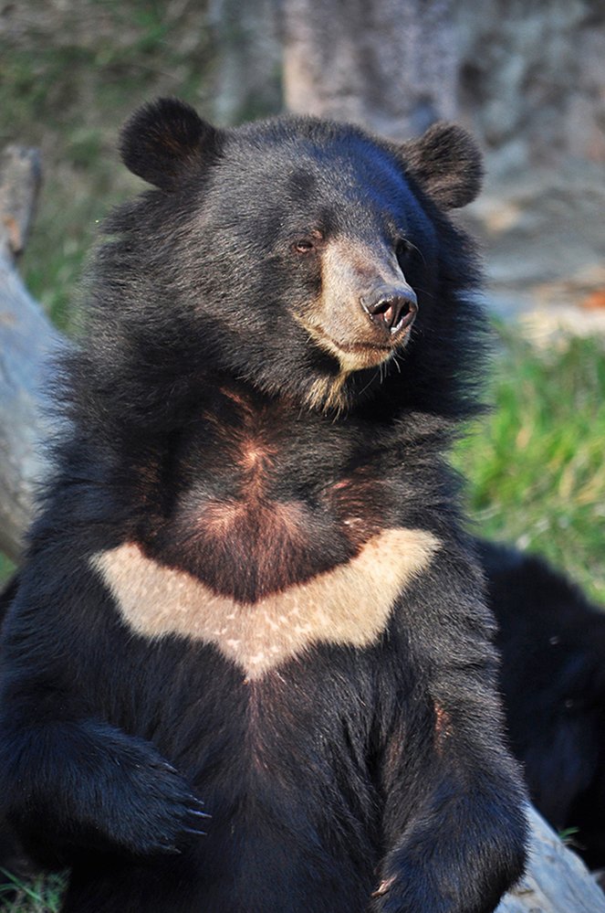 Medvěd ušatý žije v podobném prostředí jako pandy