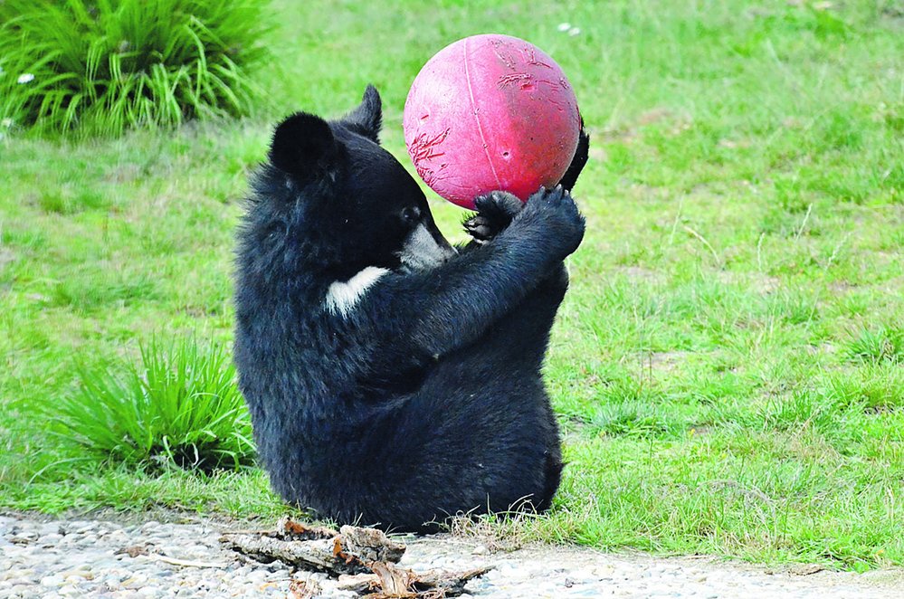 Medvěd ušatý v Zoo Chleby