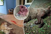 Medvěd v obci Mošovce běsnil přímo na terase domu! Na místě zmasakroval psa