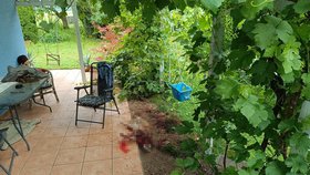 Medvěd v obci Mošovce na zahradě domu zabil psa.