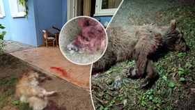 Medvěd v obci Mošovce na zahradě domu zabil psa.