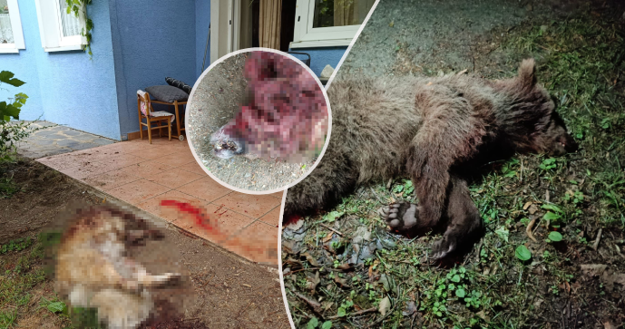 Medvěd v obci Mošovce na zahradě domu zabil psa.