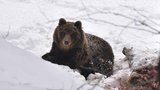 Medvěd na Lysé hoře! Tříletý huňáč se vzbudil a hledá potravu u turistické magistrály