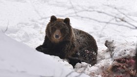 Tříletý medvěd se možná potuloval na Valašsku již dříve, ničil úly a zabíjel ovce.