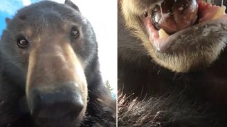 Zvídavý medvěd narazil v lese na ztracené GoPro a natočil krátké video. Nálezce kamery se pak nestačil divit