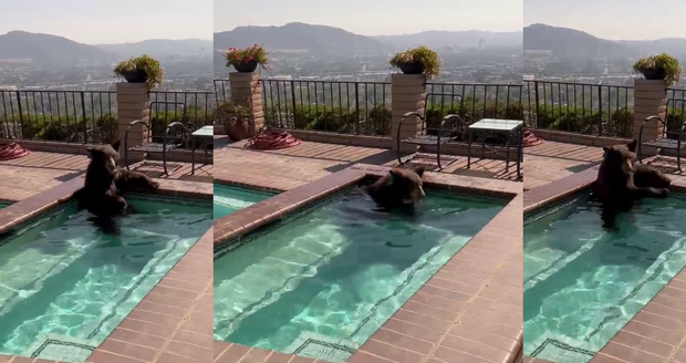 Brummmm, to je pokoupáníčko! Medvěd se skočil zchladit do bazénu luxusní vily v Kalifornii