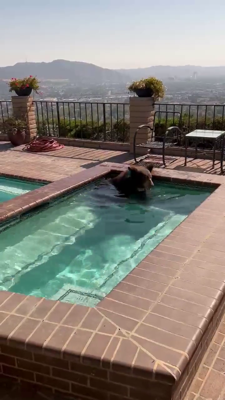 Medvěd baribal přeskočil plot luxusní vily a šel se zchladit do bazénku