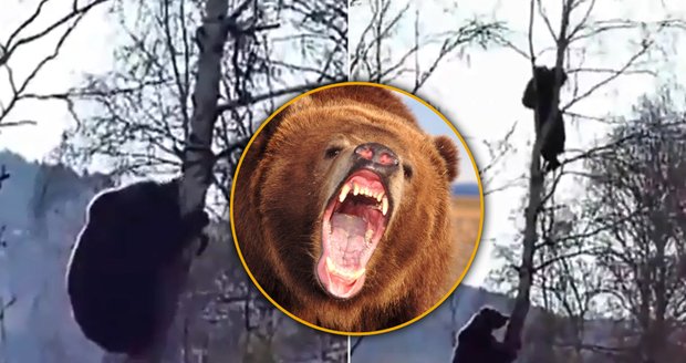 Medvěd si pro svoji oběť klidně vyleze na strom