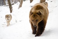 Unikátní záběry: Medvědici s mláďaty obklíčili vlci. Ubránily by se, říká odborník