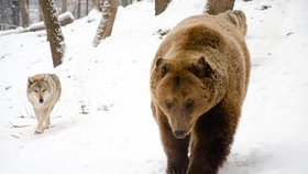Unikátní záběry: Medvědici s mláďaty obklíčili vlci. Ubránily by se, říká odborník