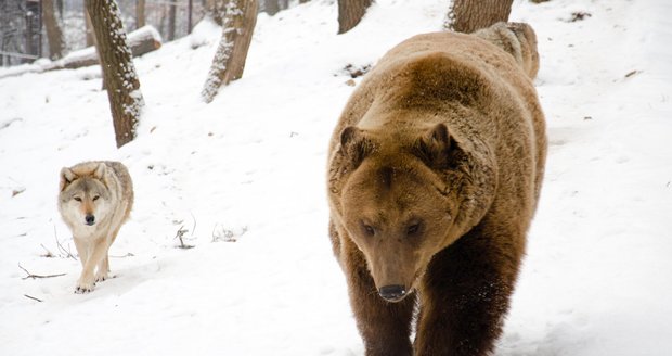 Unikátní záběry: Medvědici s mláďaty obklíčili vlci. Ubránily by se, říká odborník