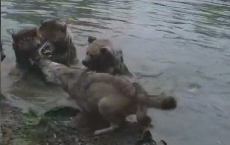 Chudinku vlčici zabili medvědi.