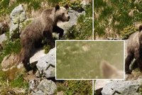 Medvěd v Tatrách zaútočil na turistu: Muž šelmě do tlamy nastříkal sprej!