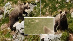 Turista se ve Vysokých Tatrách střetl s medvědem, který ho napadl. Do tlamy mu nastříkal pepřový sprej!