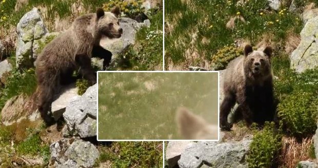 Medvěd v Tatrách zaútočil na turistu: Muž šelmě do tlamy nastříkal sprej!