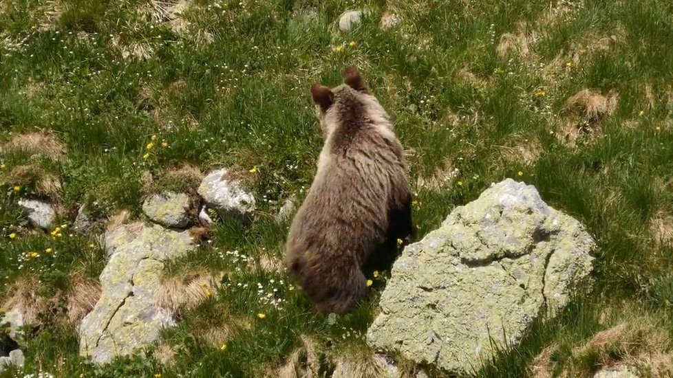 Turista se ve Vysokých Tatrách střetl s medvědem, který ho napadl. Do tlamy mu nastříkal pepřový sprej!