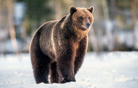 Medvěd napadl pár při výletu na Velkou Fatru: Žena začala okamžitě vřeštět!