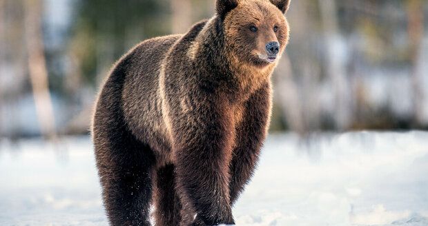 Medvěd napadl pár při výletu na Velkou Fatru: Žena začala okamžitě vřeštět!
