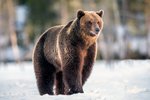 Kopřivnice vyruje před výskytem medvěda v okolních lesích. Už ho vidělo několik myslivců. (ilustrační foto)