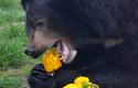 Medvědi ušatí dávají přednost rostlinné stravě