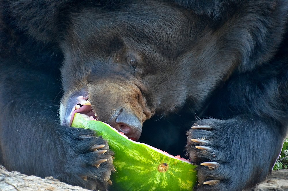 Před zimováním se musí medvědi důkladně vykrmit