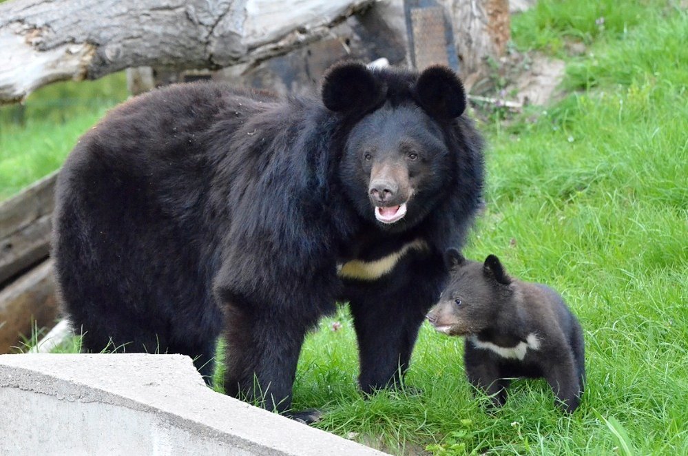 Míša je prvním medvídětem narozeným v Zoo Chleby