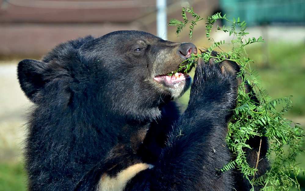 Před zimováním dostávají medvědi pestrou stravu co nejpodobnější té, kterou se živí v přírodě